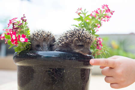 Two Hedgehog in pot flowersの写真素材