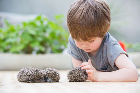 Little boy playing with hedgehogの写真素材