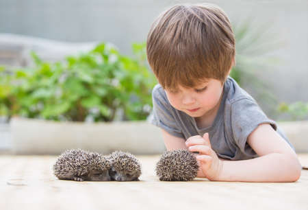 Little boy playing with hedgehogの写真素材