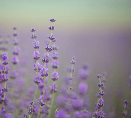Lavender field. Composition of nature.の写真素材