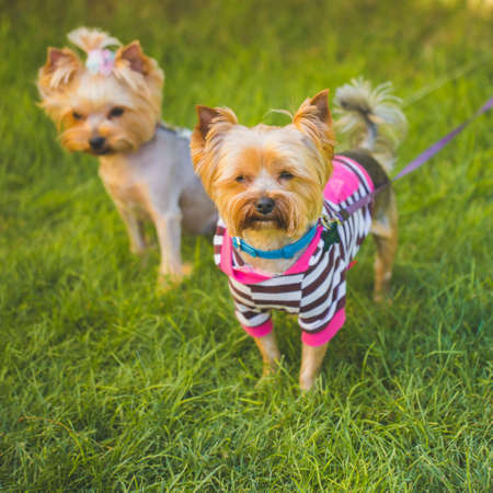 Two yorkshire terrier dogs