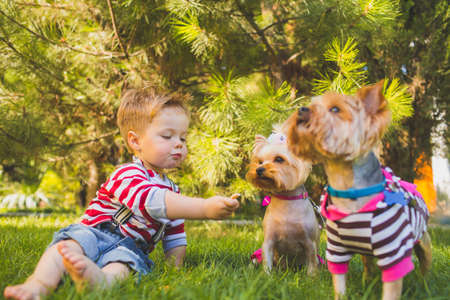 Baby boy and two yorkshire terrierの写真素材