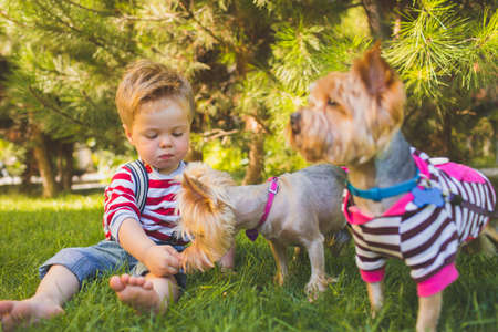 Baby boy and two yorkshire terrierの写真素材