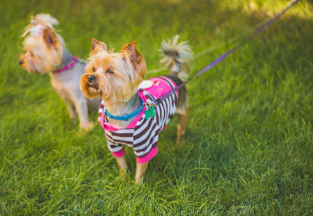 Two yorkshire terrier dogsの写真素材