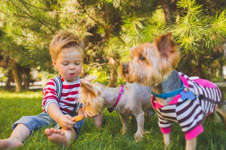 Baby boy and two yorkshire terrier