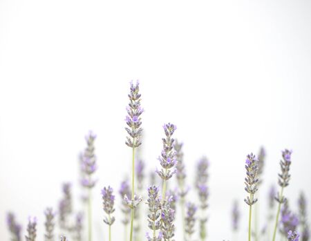 Lavender flowers shot isolated on a white background. The concept of organic cosmetics, natural skin and hair careの写真素材