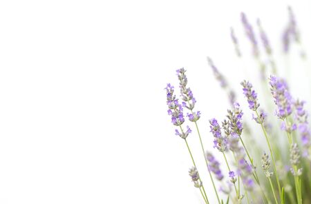 Lavender flowers shot isolated on a white background. The concept of organic cosmetics, natural skin and hair careの写真素材
