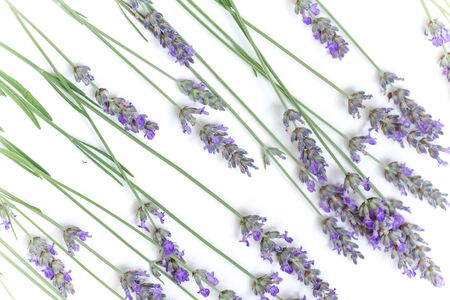 Lavender flowers shot isolated on a white background. The concept of organic cosmetics, natural skin and hair careの写真素材