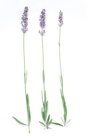 Lavender flowers shot isolated on a white background. The concept of organic cosmetics, natural skin and hair careの写真素材