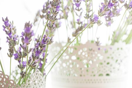 Lavender flowers shot isolated on a white background. The concept of organic cosmetics, natural skin and hair careの写真素材