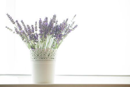 Lavender flowers shot isolated on a white background. The concept of organic cosmetics, natural skin and hair careの写真素材