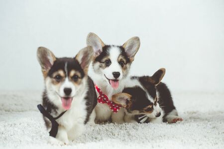 Three little Corgi puppies with the bow tie.の写真素材