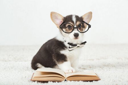 Little Corgi puppy with   glasses and the bow tie reading the bookの写真素材