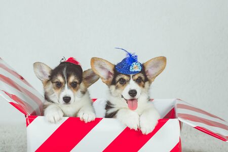 Gift striped box with corgi puppies. Adorable baby animals sitting togetherの写真素材