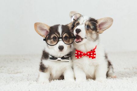 Two little Corgi puppies with   glasses and the bow tie.の写真素材