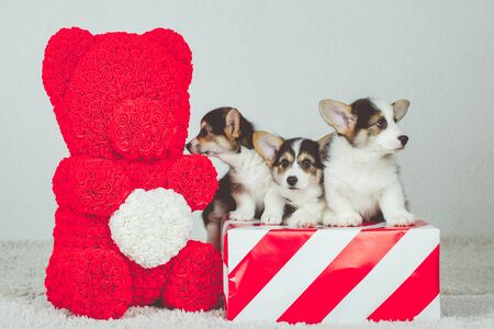 Three Corgi puppies are sitting in a gift box.の写真素材