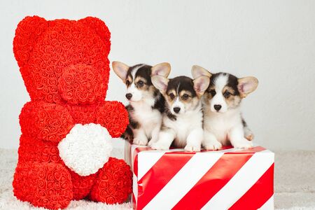 Three Corgi puppies are sitting in a gift box.の写真素材