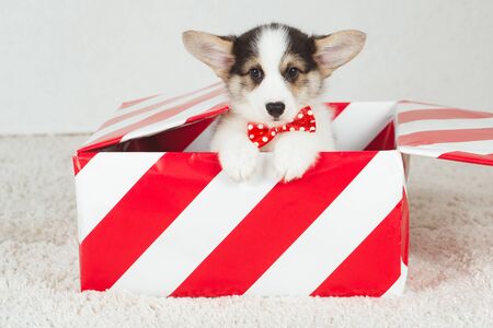 Corgi puppy with bow tieの写真素材