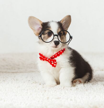 Little Corgi puppy with   glasses and the bow tie.の写真素材