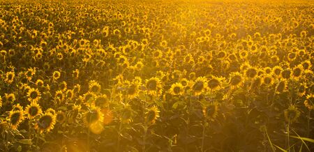 Sunflower field at dawn. Flowers turned to the sun. Sunflower cultivation for oil productionの写真素材