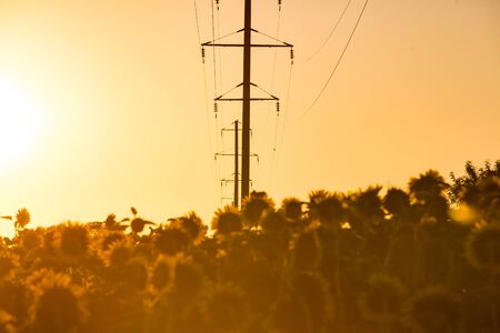 Power lines are located near the sunflower field.の写真素材