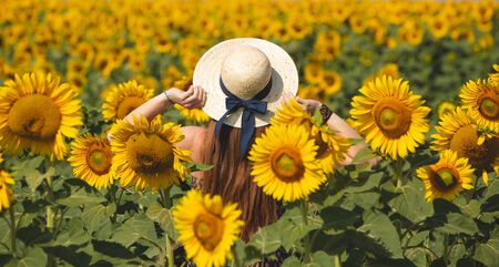A woman sunbathes in a field of yellow flowers. Sunflower for the beauty and health of the skin and...