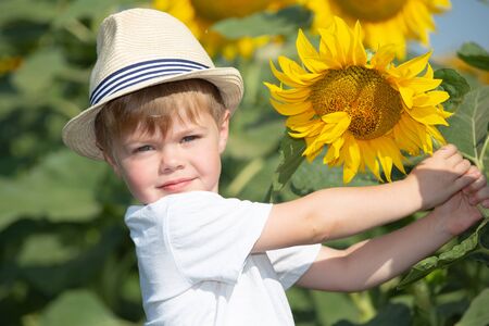 The child plays in a huge field of sunflowers. Little boy in a white T-shirt holds a big flowerの写真素材