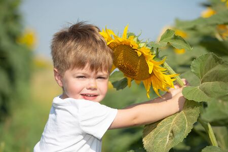 The child plays in a huge field of sunflowers. Little boy in a white T-shirt holds a big flowerの写真素材