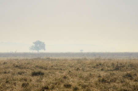 Hazy morning in the Hortobagy National Park, Hungaryの写真素材
