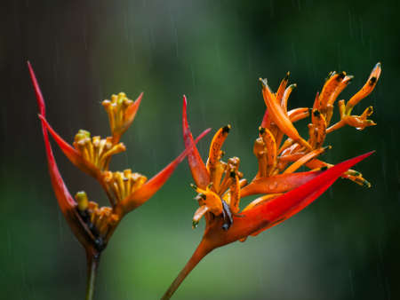 Heliconias in rain in Tortuguero national park, Costa Ricaの写真素材