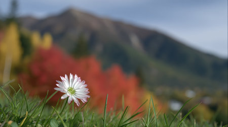 Daisy flower in the grass with the background of the mountains.の素材