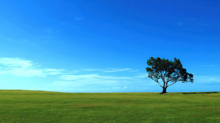 Lonely tree on green grass field with blue sky background.の素材