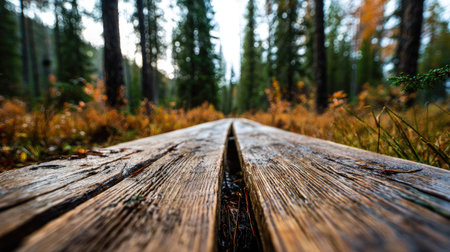 Wooden boardwalk in Sequoia National Park, California, USAの素材
