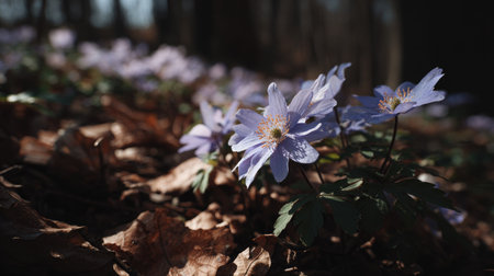 Anemone nemorosa in the forest in early spring.の素材