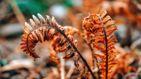 Fern frond in autumn forest. Close-up. Selective focus.の素材