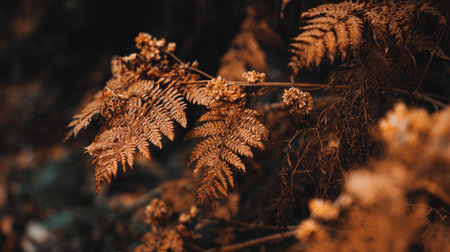 Dry fern leaves in autumn forest. Nature background. Selective focus.の素材