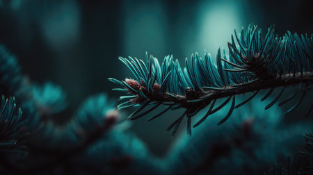 Blue spruce branch close-up, macro photo with selective focusの素材