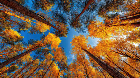 Bottom view of tall trees in the autumn forest. Beautiful nature backgroundの素材