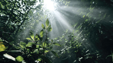 Morning sunlight shining through the green leaves of bushes in the forest.の素材