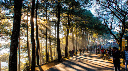 Pine forest in the morning at Doi Inthanon National Park, Chiang Mai, Thailandの素材