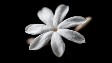 Beautiful white flower on a black background. Macro photo of a flower.の素材