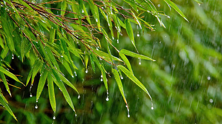Bamboo leaves with rain drops on the background of green foliage.の素材