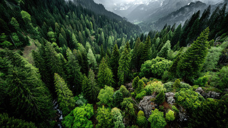 Aerial view of beautiful green pine forest in Himalayas, Nepalの素材