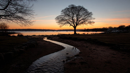 Lonely tree on a river bank at sunset in winter.の素材