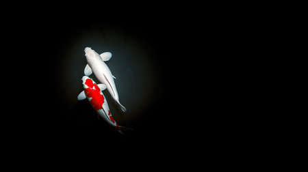 White and red koi fish on a black background. Shallow depth of field.の素材