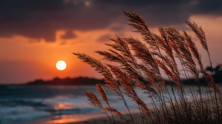 Beautiful sunset on the beach with reed grass in the foregroundの素材