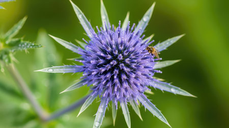 Close up of a blue thistle (Echinops) flowerの素材