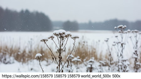 Winter landscape with frozen dry grass and snowflakes in the fieldの素材