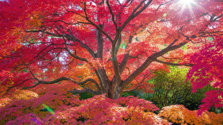 Beautiful red maple tree in japanese garden in autumn seasonの素材
