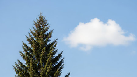 Pine tree against the blue sky with white clouds in the backgroundの素材